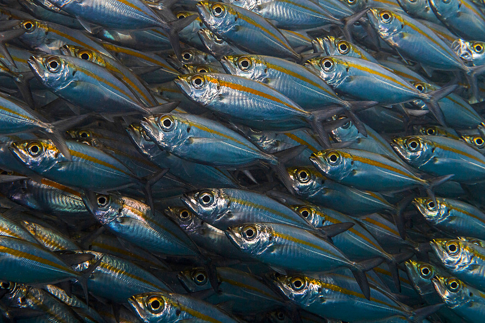 Oxeye scad in Raja Ampat, Indonesia.