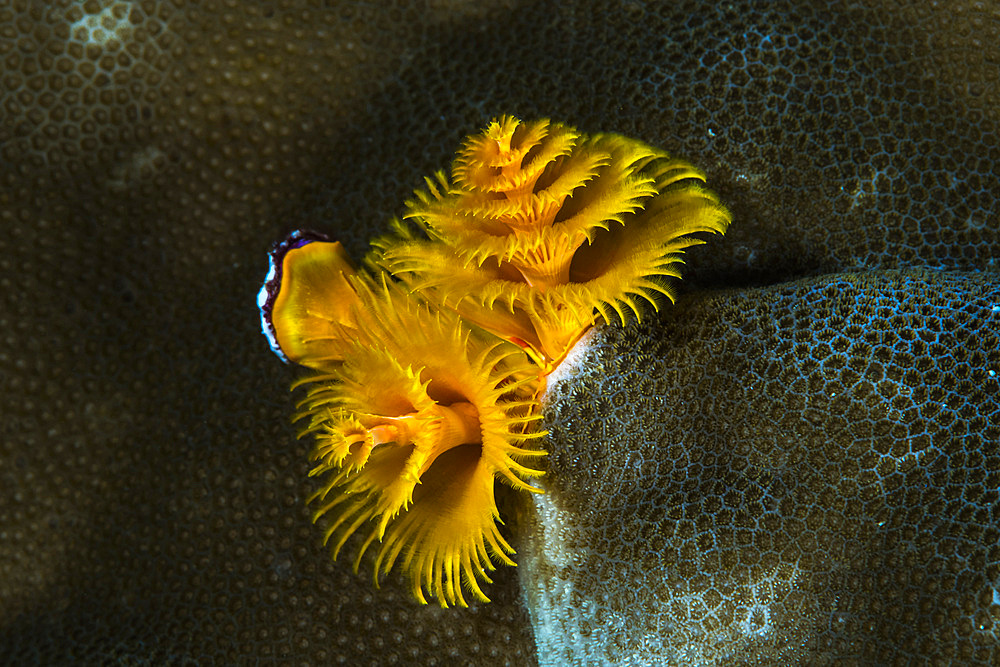 Christmas tree worm in Raja Ampat, Indonesia.