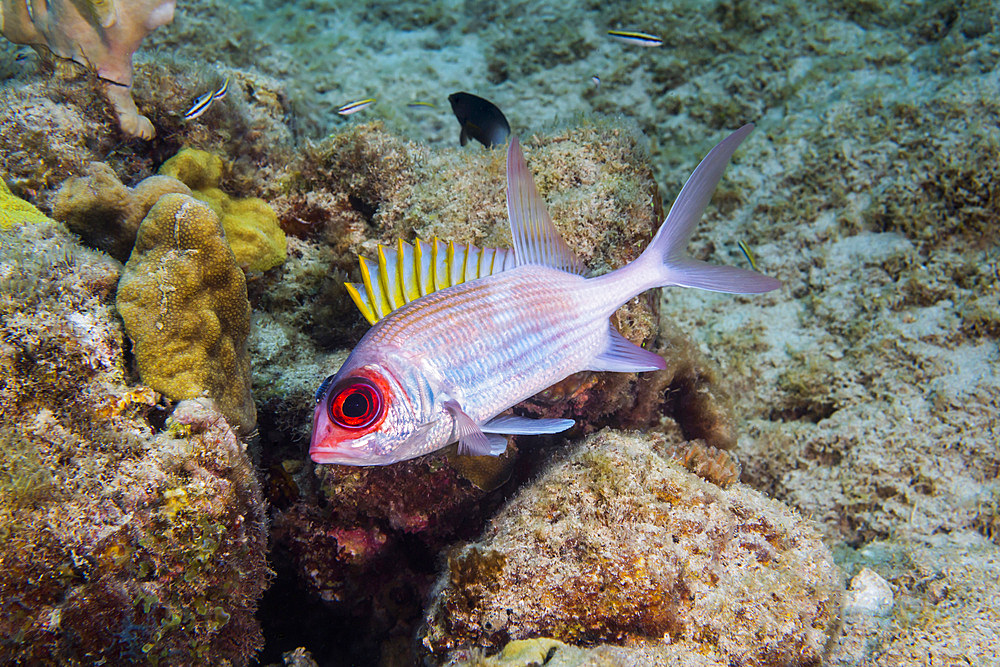 Squirrelfish in St. Croix, U.S. Virgin Islands.