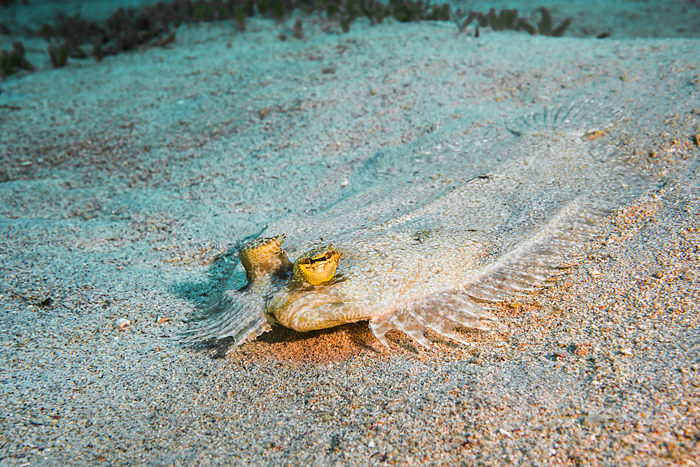 Peacock flounder in Cane Bay in St. Croix, U.S. Virgin Islands.