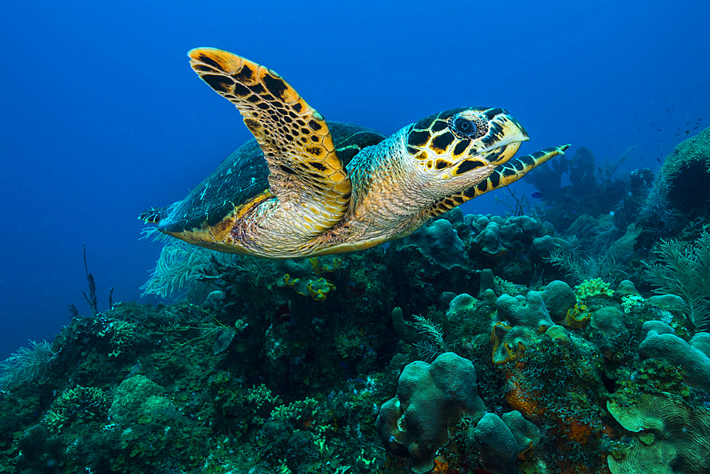 Hawksbille sea turtle swimming across a reef in St. Croix, U.S. Virgina Islands.