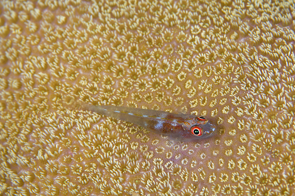 Goby on coral, Australia.