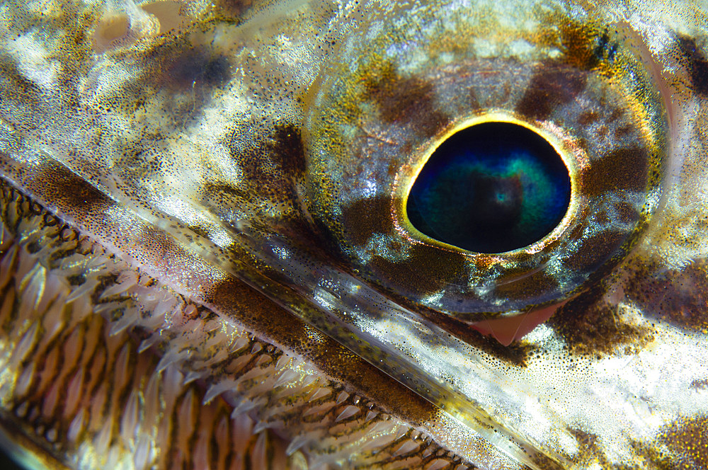 Extreme close-up of a lizardfish eyeball, Australia.