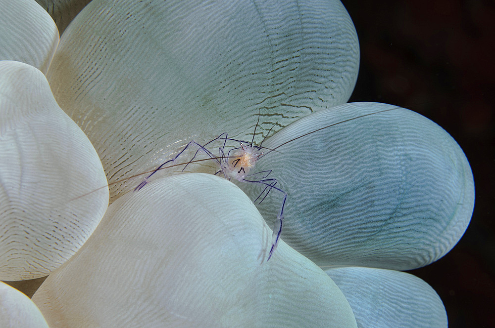 Shrimp on bubble coral, Indonesia.