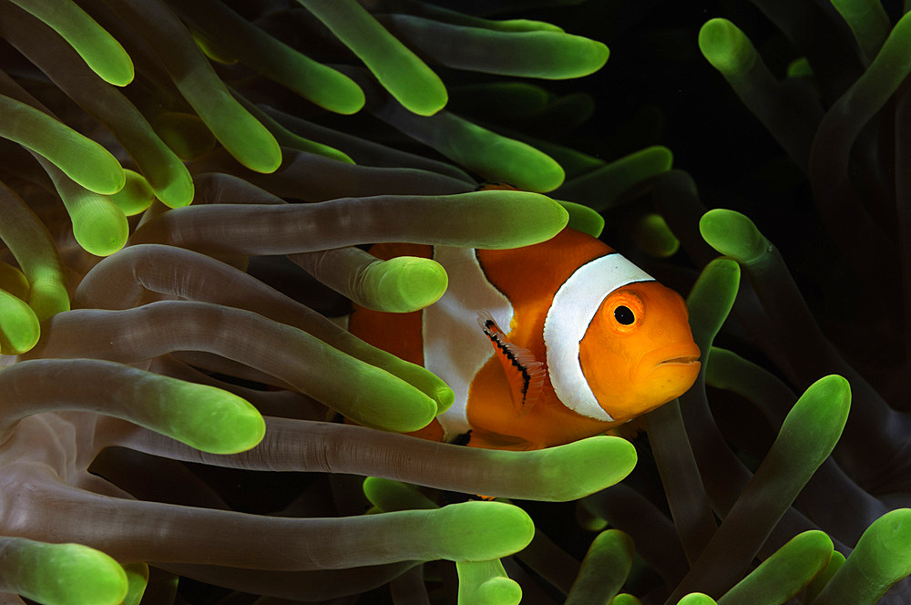 Clownfish in green anemone, Indonesia.