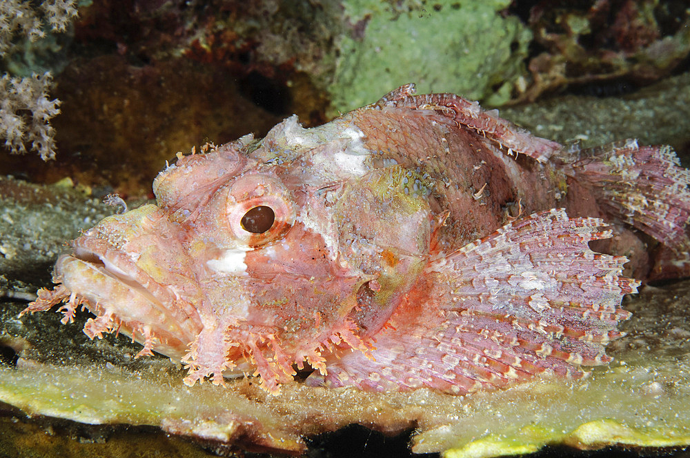 Scorpionfish, Indonesia.