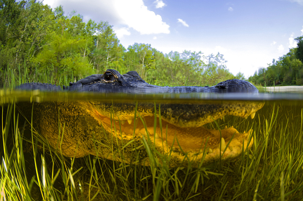 American Alligator (Alligator mississippiensis) split over and under water shot, Florida Everglades, Florida.