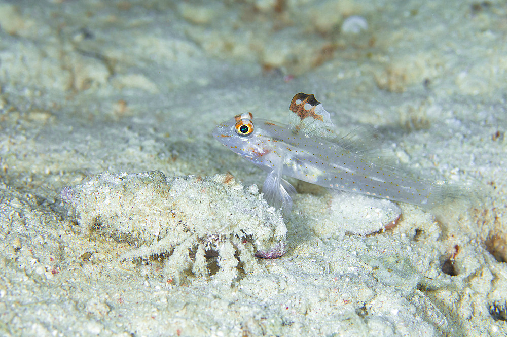 Goby with a hermit crab, Australia.