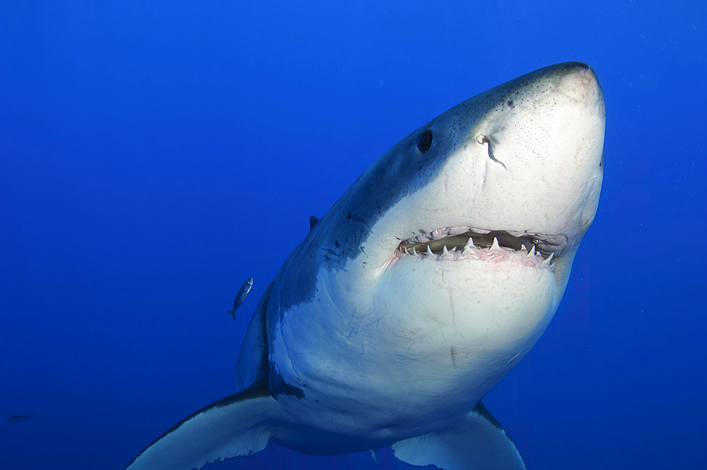 Female Great White Shark, Guadalupe Island, Mexico.