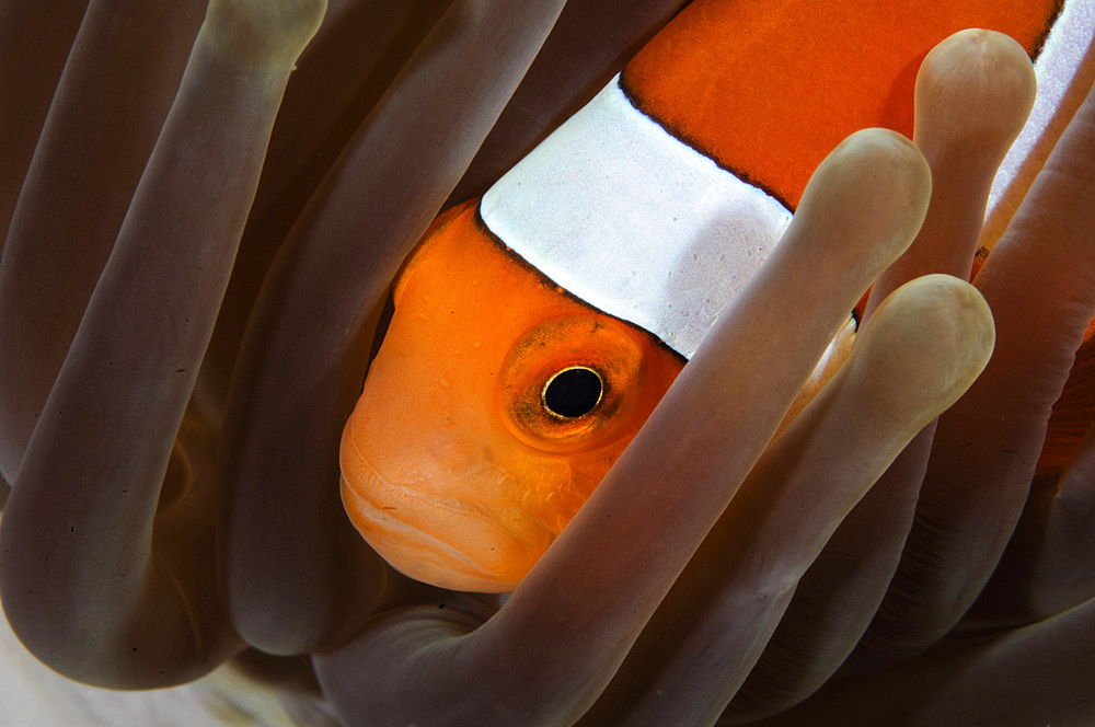 Clown Anemonefish, Indonesia.