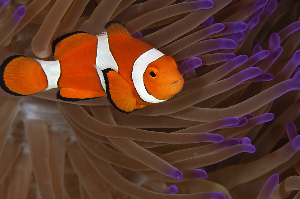 Clownfish in purple tip anemone, Australia.