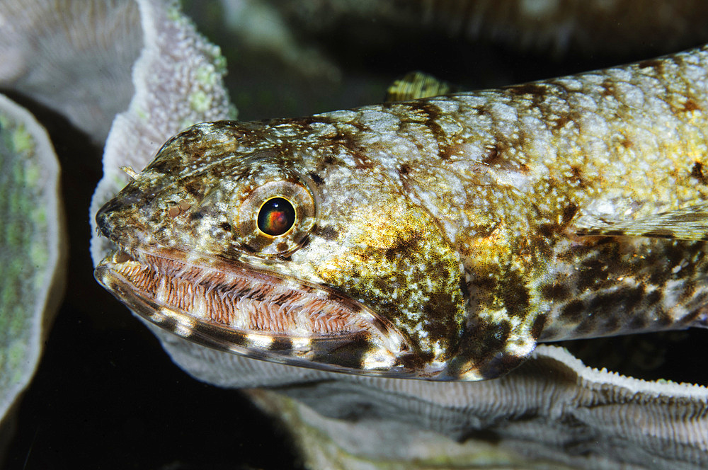 Lizardfish, Indonesia.