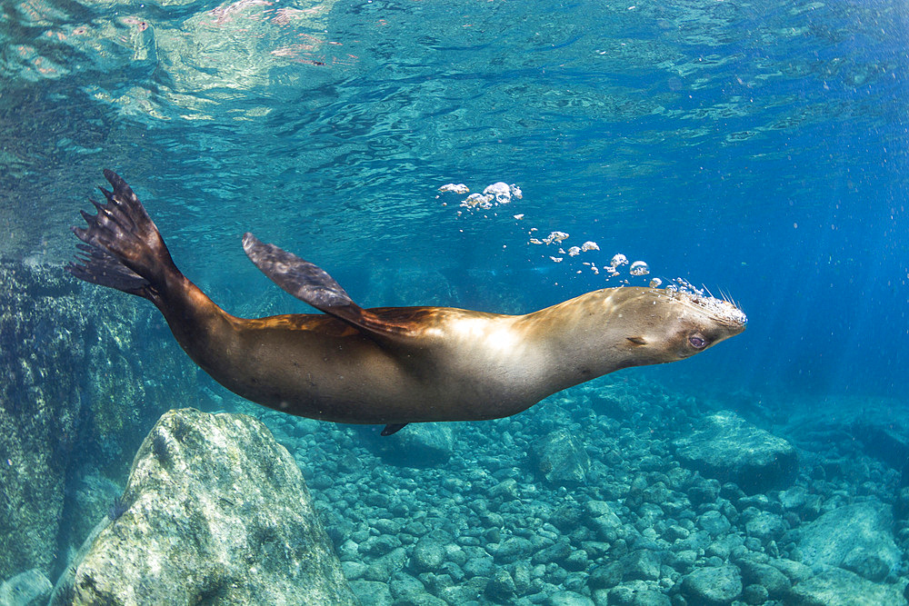 Sea lion blowing bubbles, Los Islotes, La Paz, Mexico.