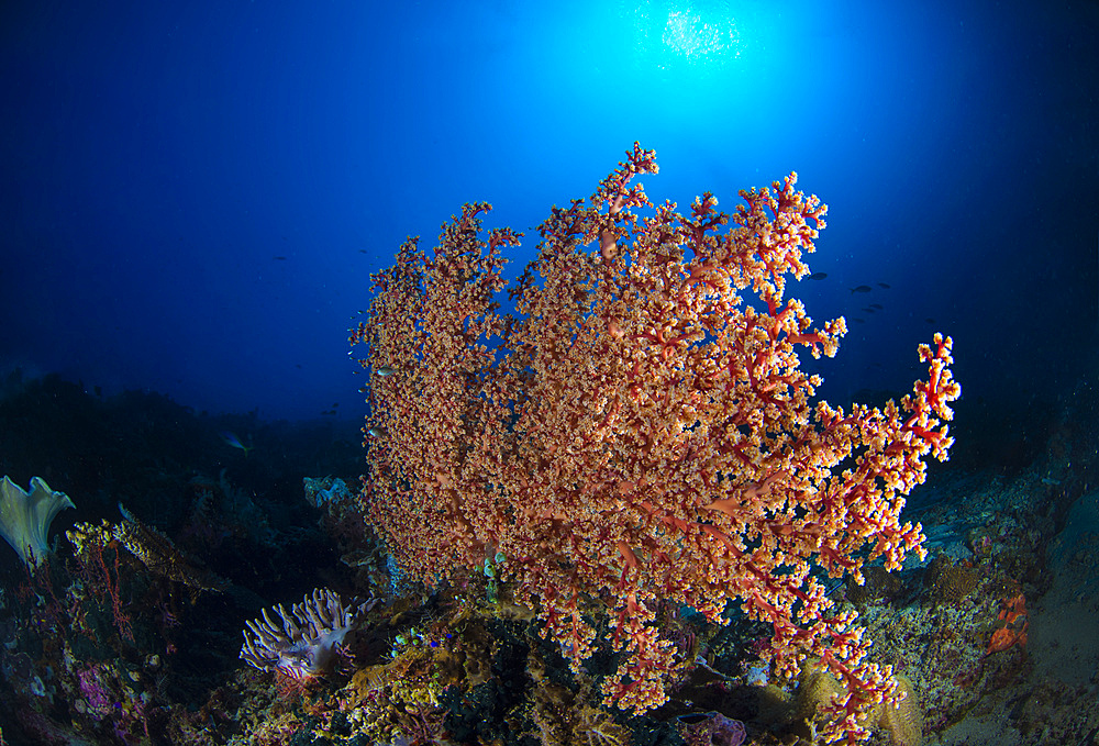 Soft coral in the reef at Komodo, Indonesia.