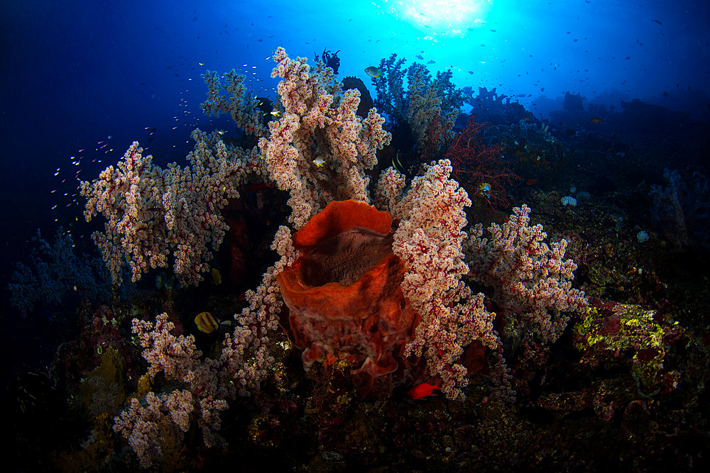 Soft coral in the reef at Komodo, Indonesia.