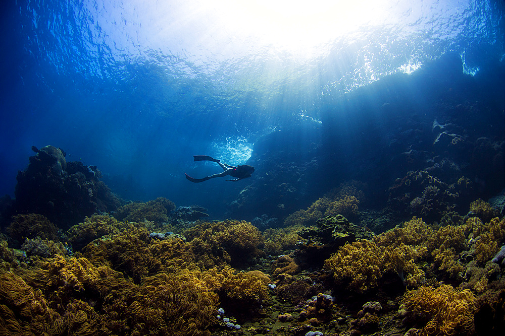 Free diver exploring the shallow reefs of the Banda Sea, Indonesia.