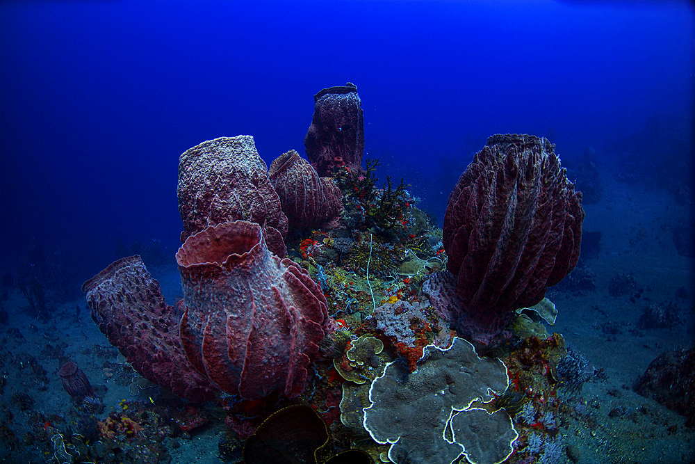 Group of barrel sponge in the deep reefs of the Banda Sea, Indonesia.