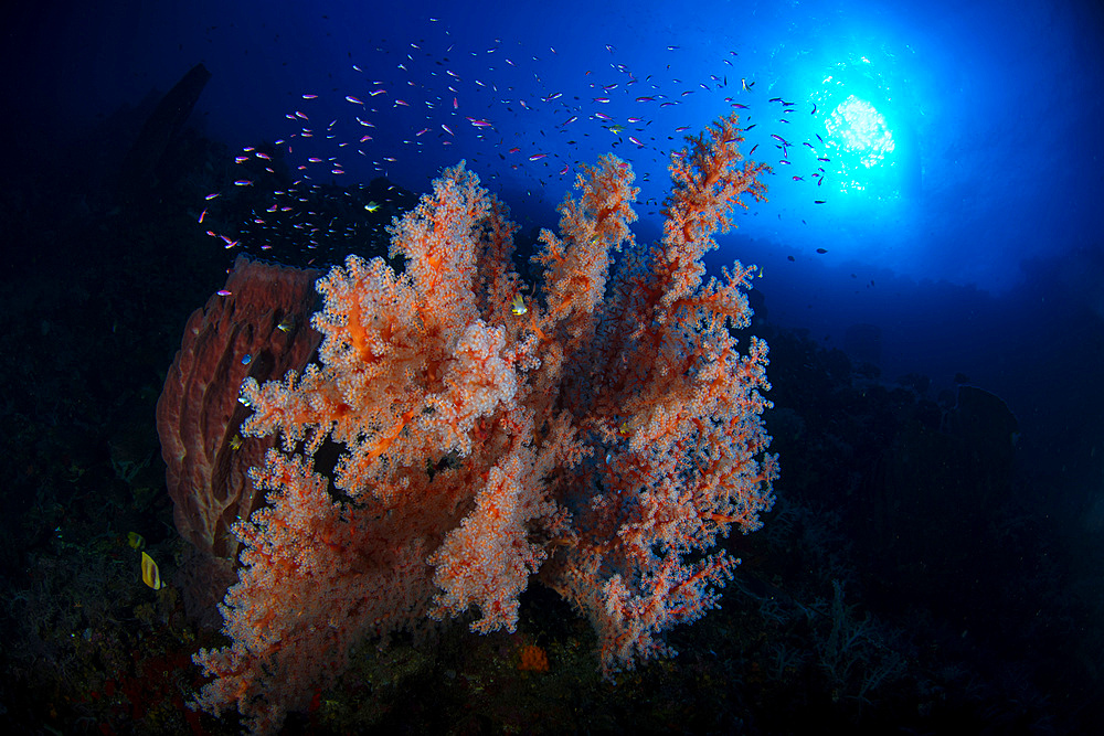 Colorful reef with fishes and sun burst in Komodo, Indonesia.