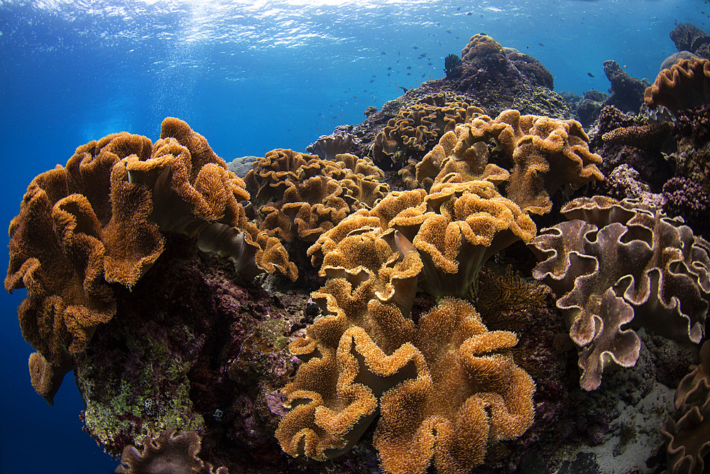Soft corals in the colorful reefs of the Banda Sea, Indonesia.
