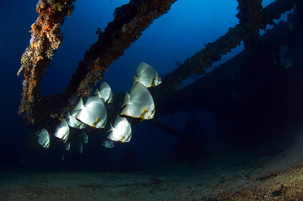 Batfishes swimming around a shipwreck in Anilao, Philippines.