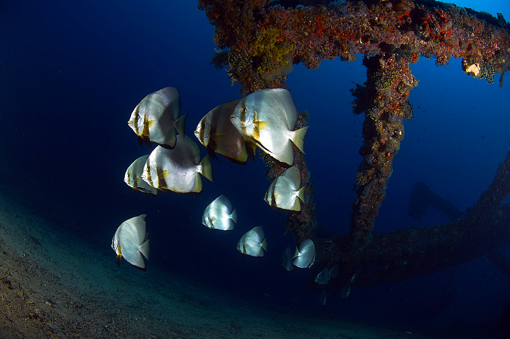 Batfishes swimming around a shipwreck in Anilao, Philippines.