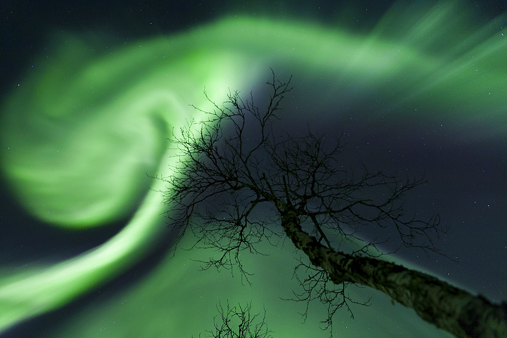 Northern Lights in the arctic wilderness, Nordland, Norway.