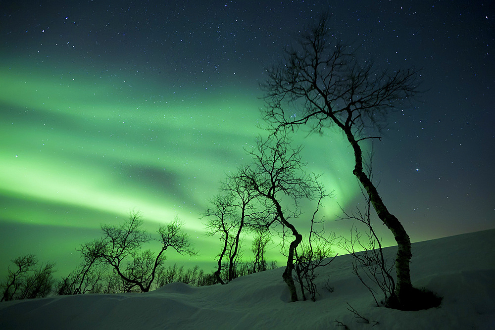 Northern Lights in the arctic wilderness, Nordland, Norway.