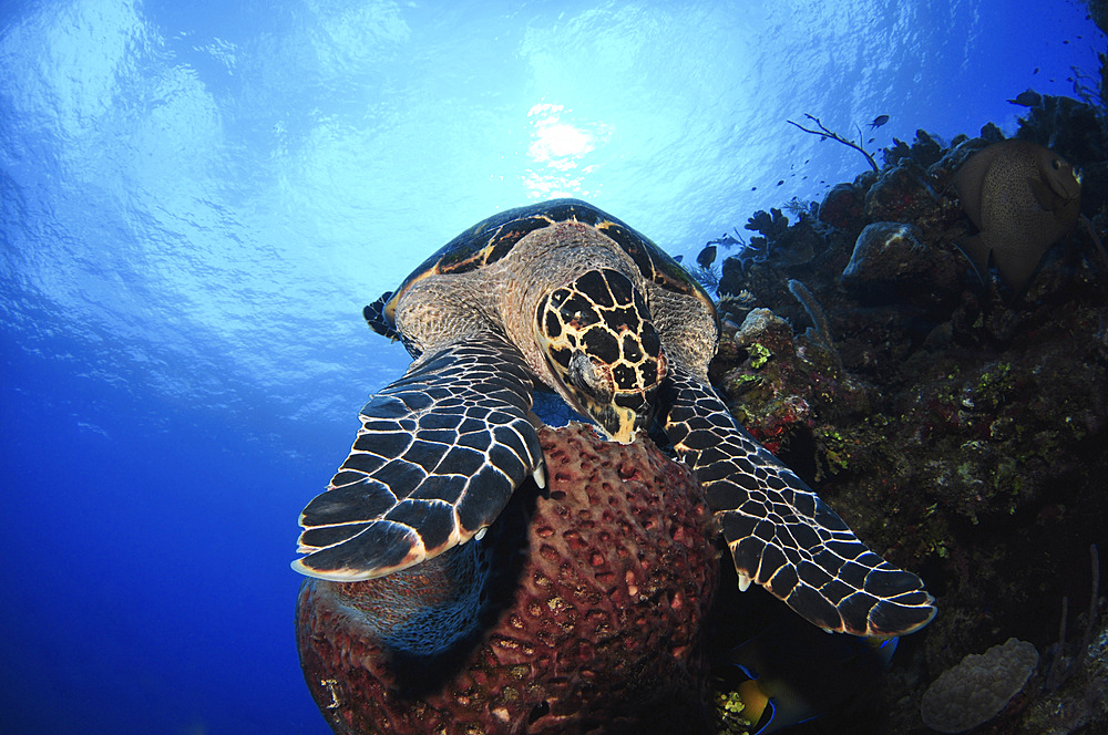 Hawksbill sea turtle eating, Castle Wall, Grand Cayman.
