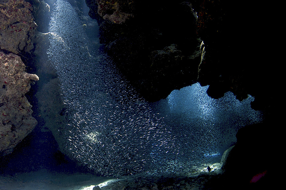 School of silversides form shapes in the tunnels at Eden Rock, Grand Cayman.