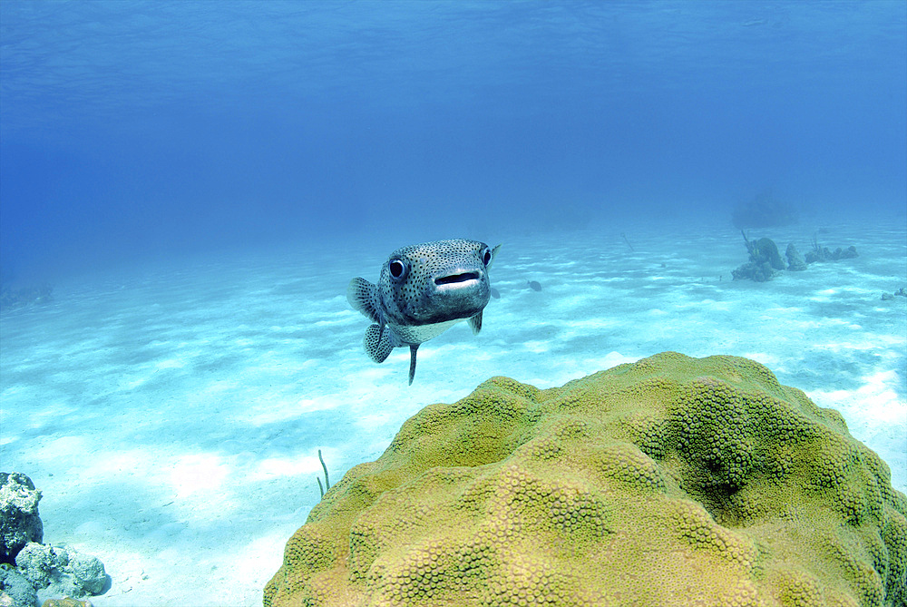 Pufferfish swimming by star coral, Nassau, The Bahamas.