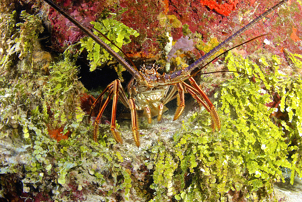 Spiny lobster hiding in the reef, Nassau, The Bahamas.
