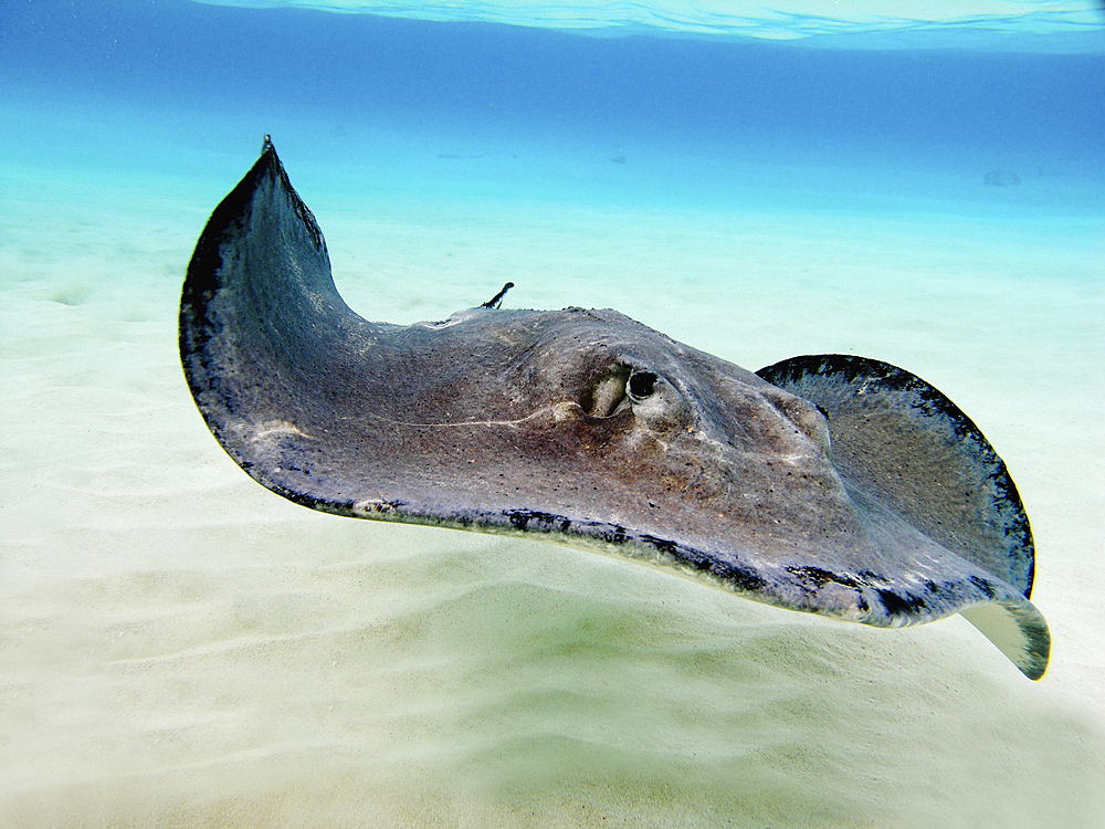 Female Southern Atlantic Stingray, Grand Cayman.