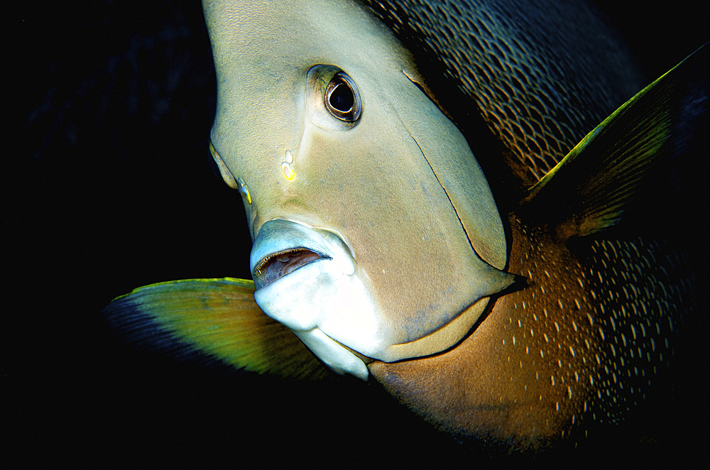 Close-up view of a gray angelfish, Grand Cayman.