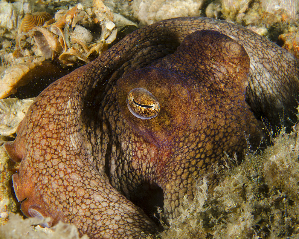Octopus head, West Palm Beach, Florida.