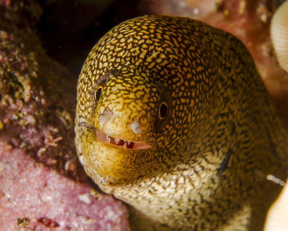 Close-up view of a goldentail moray, Curacao.