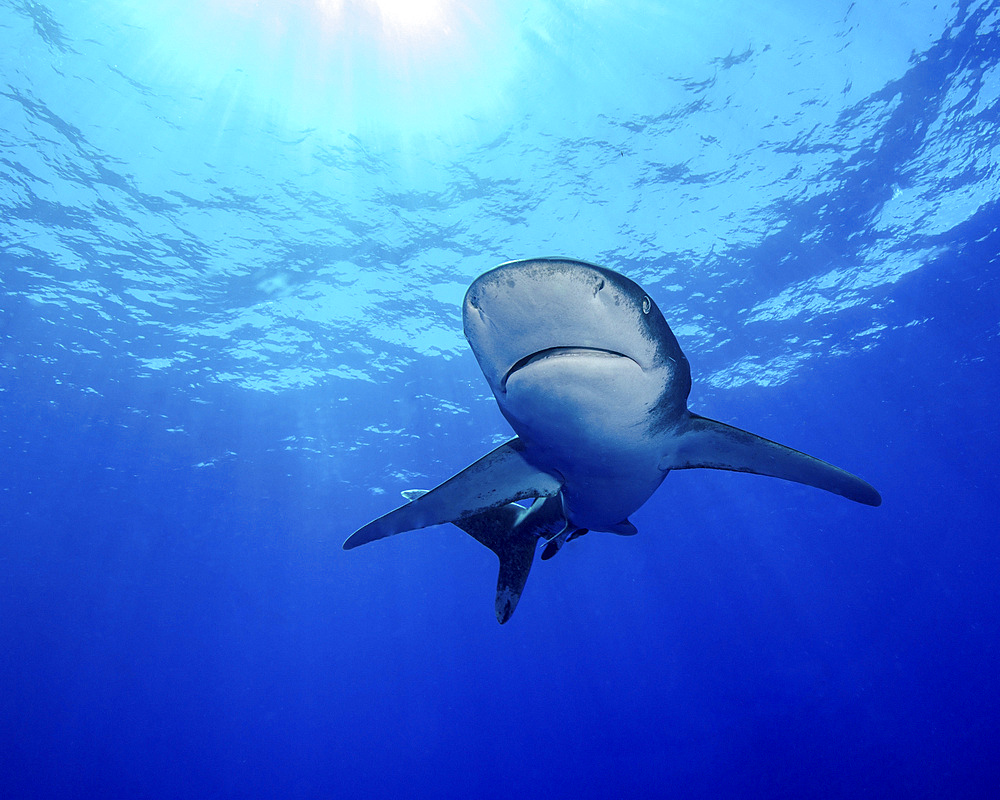 Rays of light shining above an oceanic whitetip shark in Cat Island, Bahamas.