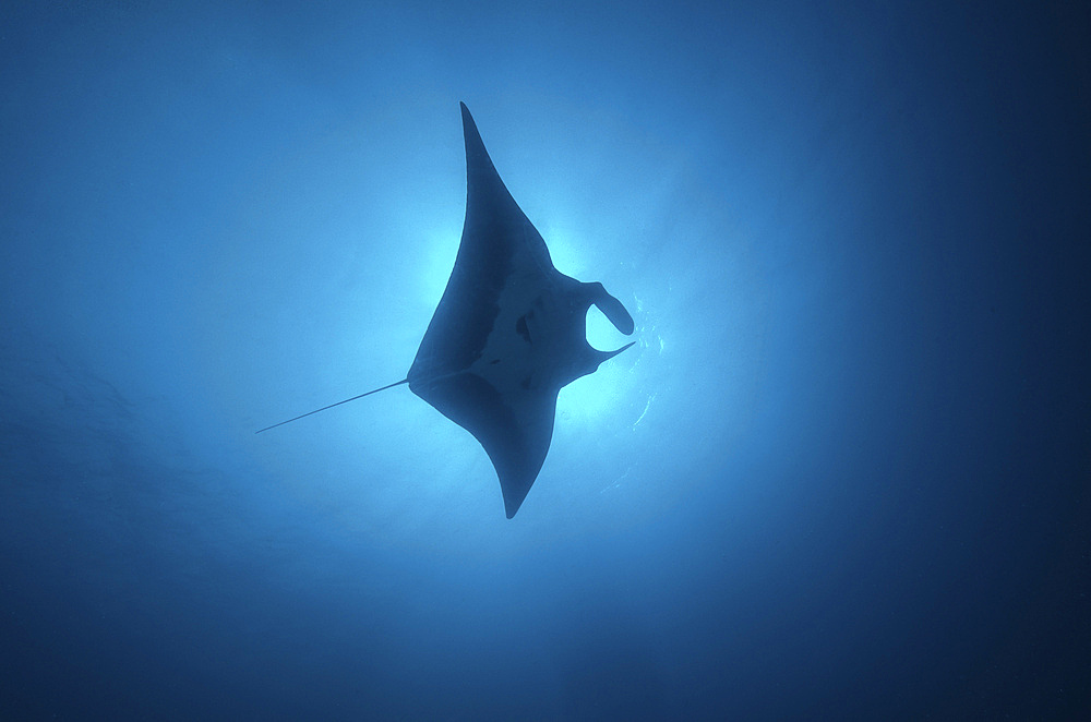 Manta ray gliding through sunburst, San Benedicto Island, Mexico.