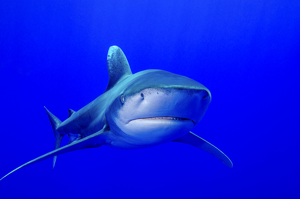 Close encounter with an oceanic whitetip shark, Cat Island, Bahamas.