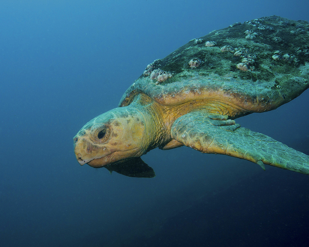 A loggerhead sea turtle off the coast of North Carolina.