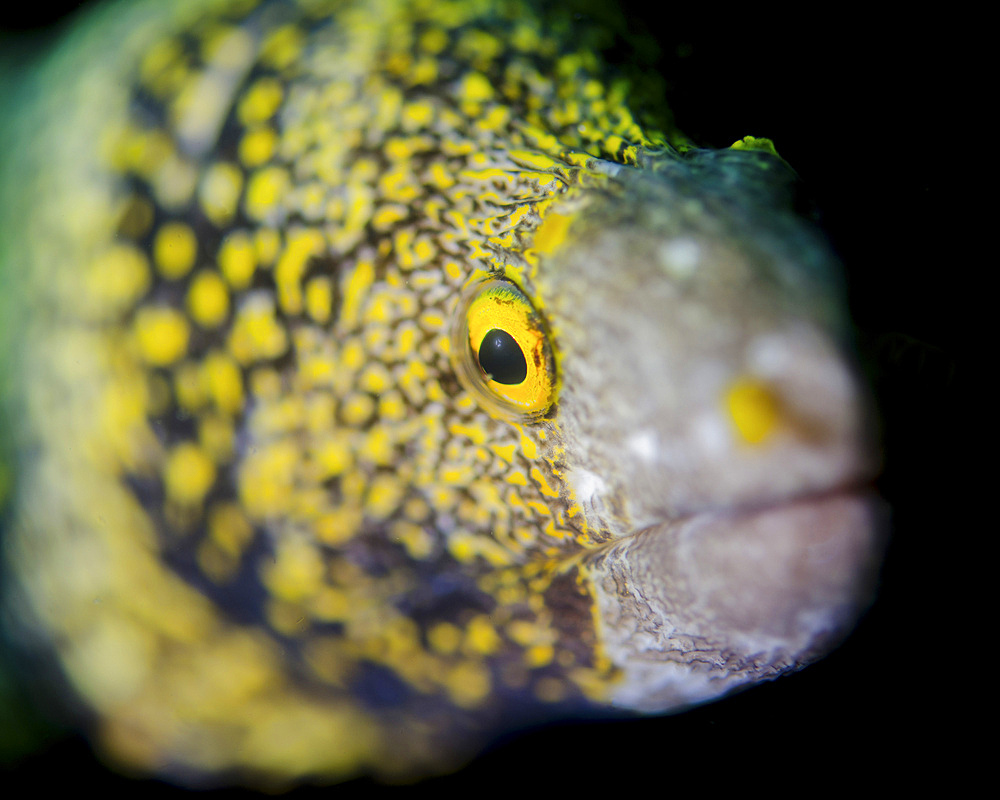 Snowflake moray eel (Echidna nebulosa) in Costa Rica.