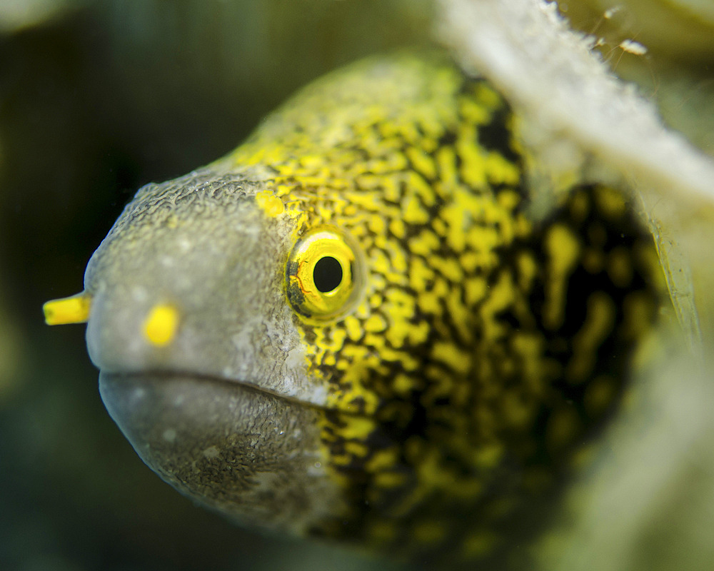 Snowflake moray eel (Echidna nebulosa) in Costa Rica.