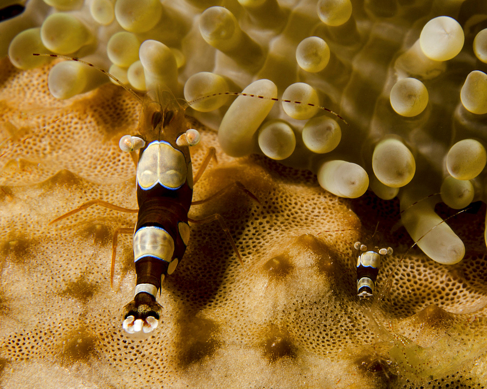 Two squat anemone shrimp (Thor amboinensis) in Curacao.