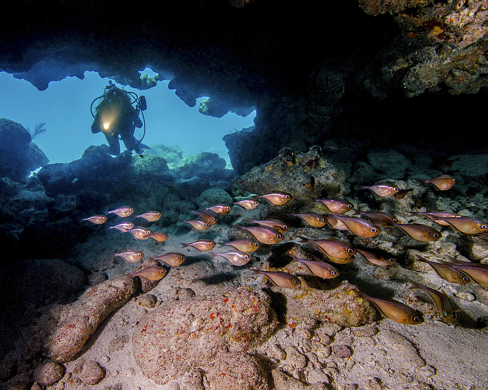 A diver shines a light in on a cavern filled with glassy sweepers (Pempheris schomburgkii) at Molasses Reef in Key Largo, Florida.