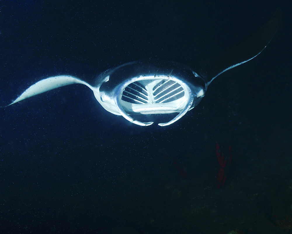 A reef manta ray (Mobula alfredi) feeding at night in Hawaii.
