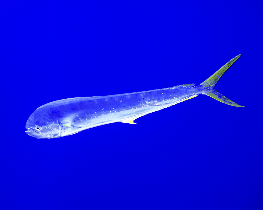 A mahi mahi fish (Coryphaena hippurus) at Cat Island in the Bahamas.