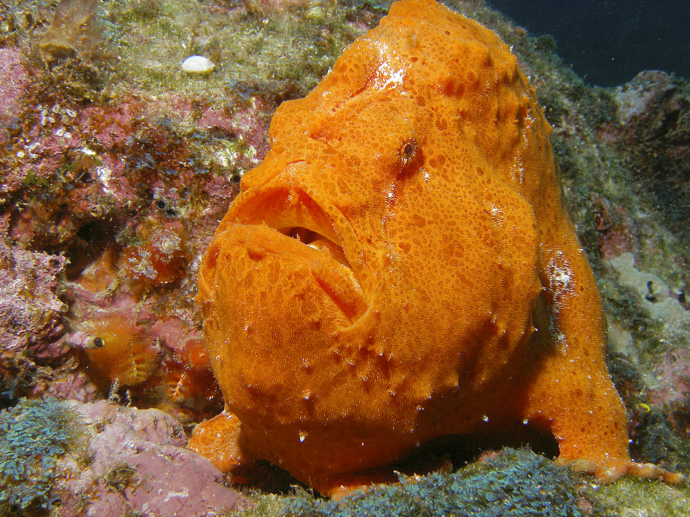 A large orange frogfish at Cocos Island in Costa Rica.