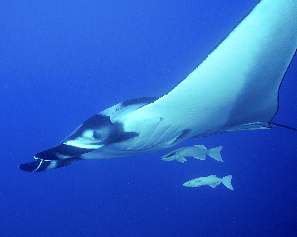 A giant oceanic manta ray (Mobula birostris) with attached remoras at San Benedicto island in Mexico.