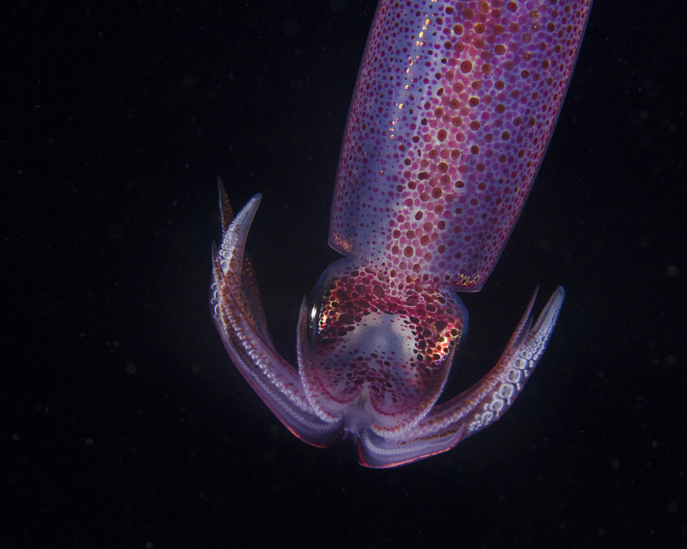 A Caribbean reef squid on a deepwater night dive in West Palm Beach, Florida.