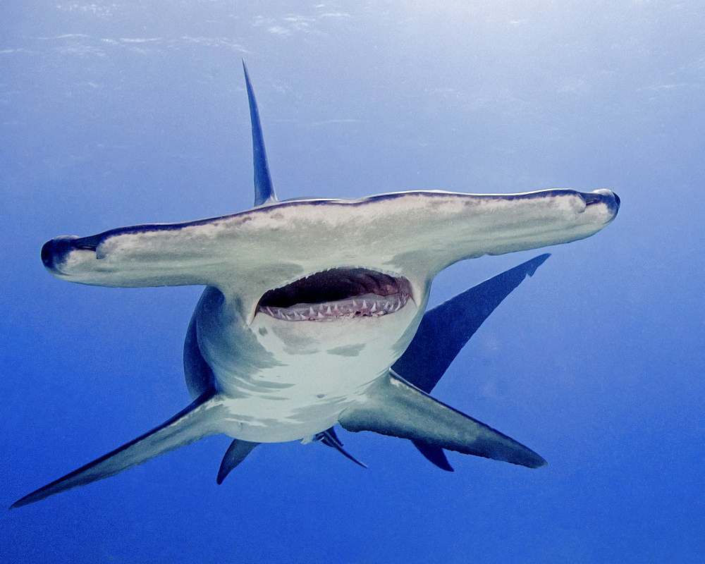 Great hammerhead shark with mouth open, Tiger Beach, Bahamas.