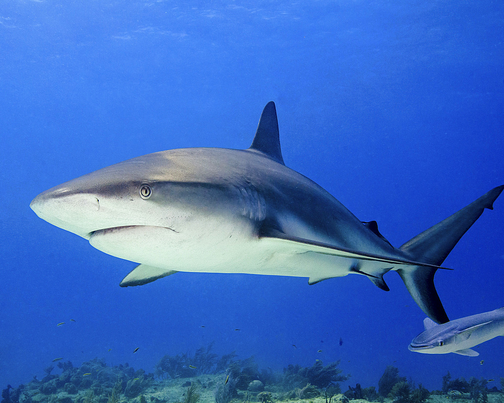Reef shark, Tiger Beach, Bahamas.